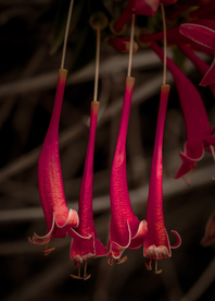 花卉艺术摄影图片