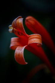 花卉艺术摄影图片