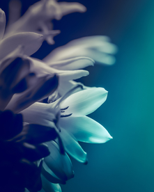 花卉艺术摄影图片