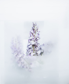 花卉艺术摄影图片