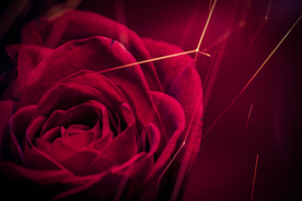 花卉艺术摄影图片