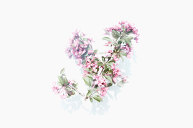 花卉艺术摄影图片