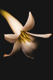 花卉艺术摄影图片