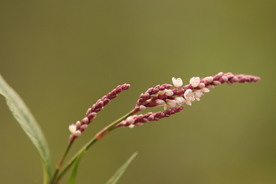 花卉艺术摄影图片