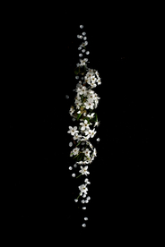 花卉艺术摄影图片