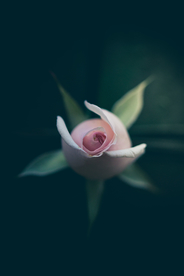 花卉艺术摄影图片