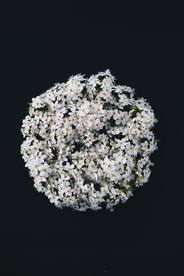 花卉艺术摄影图片