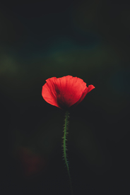 花卉艺术摄影图片