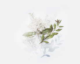 花卉艺术摄影图片