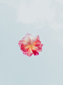 花卉艺术摄影图片