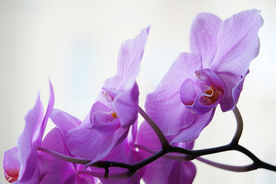 花卉艺术摄影图片