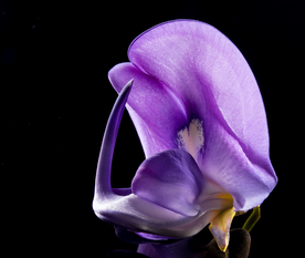 花卉艺术摄影图片