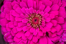 花卉艺术摄影图片