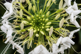 花卉艺术摄影图片