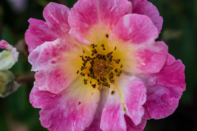 花卉艺术摄影图片