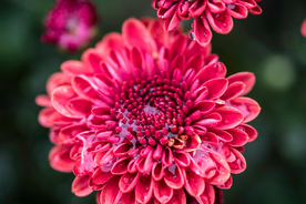 花卉艺术摄影图片