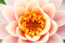 花卉艺术摄影图片