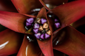 花卉艺术摄影图片