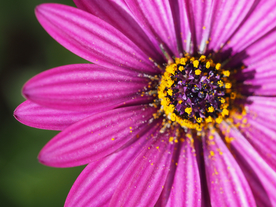 花卉艺术摄影图片