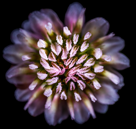 花卉艺术摄影图片