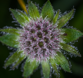 花卉艺术摄影图片