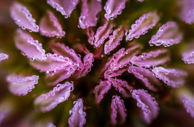 花卉艺术摄影图片