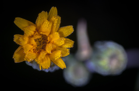 花卉艺术摄影图片