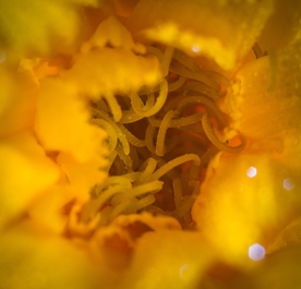 花卉艺术摄影图片