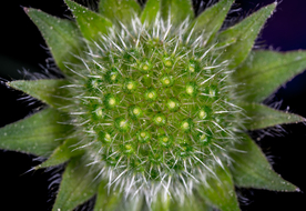 花卉艺术摄影图片