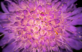 花卉艺术摄影图片