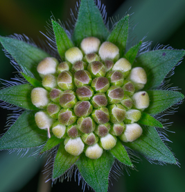 花卉艺术摄影图片