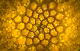 花卉艺术摄影图片