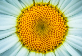 花卉艺术摄影图片