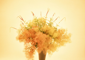 花卉艺术摄影图片