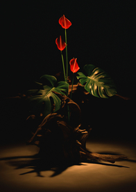 花卉艺术摄影图片