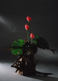 花卉艺术摄影图片