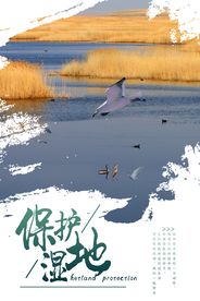 湿地海报