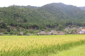 稻田风光