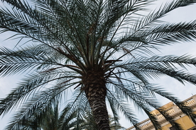 棕榈树图片