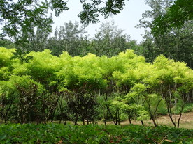 美丽绿色的森林