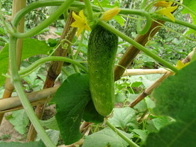 黄瓜生长高清图