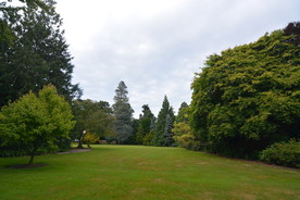 大树草坪