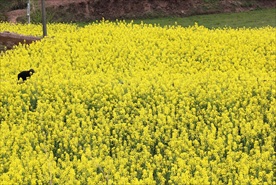 油菜花