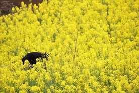 油菜花