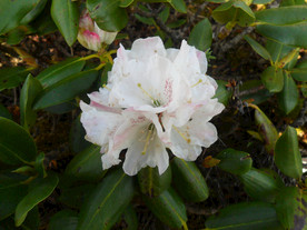 大白花杜鹃