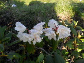 大白花杜鹃
