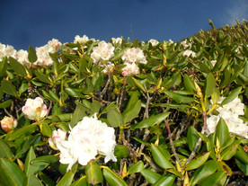 大白花杜鹃
