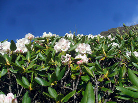 大白花杜鹃