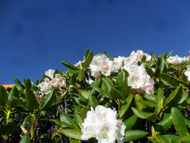 大白花杜鹃