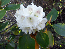 大白花杜鹃
